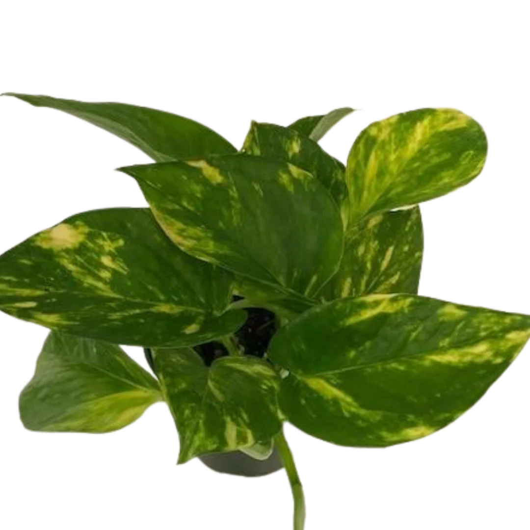 Pothos