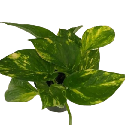 Pothos