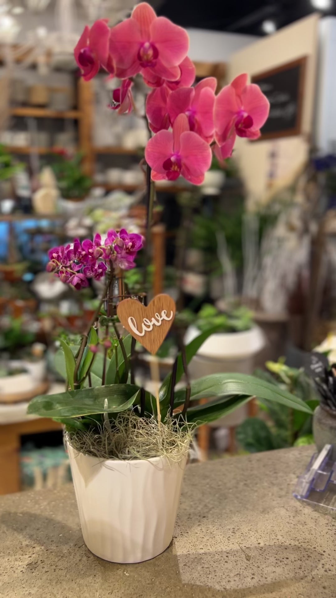 Phalaenopsis  Orchid Garden