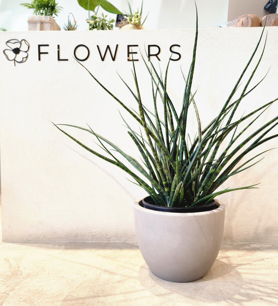 Sansevieria Fernwood
