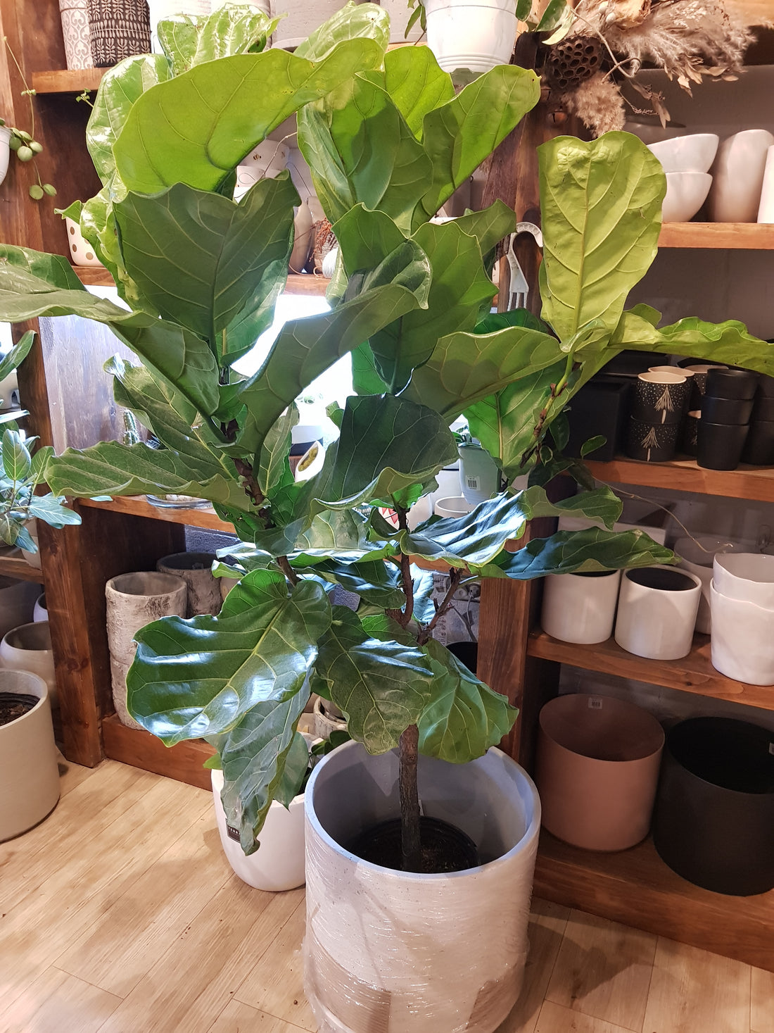 Ficus Lyrata Standard Fiddle leaf fig tree