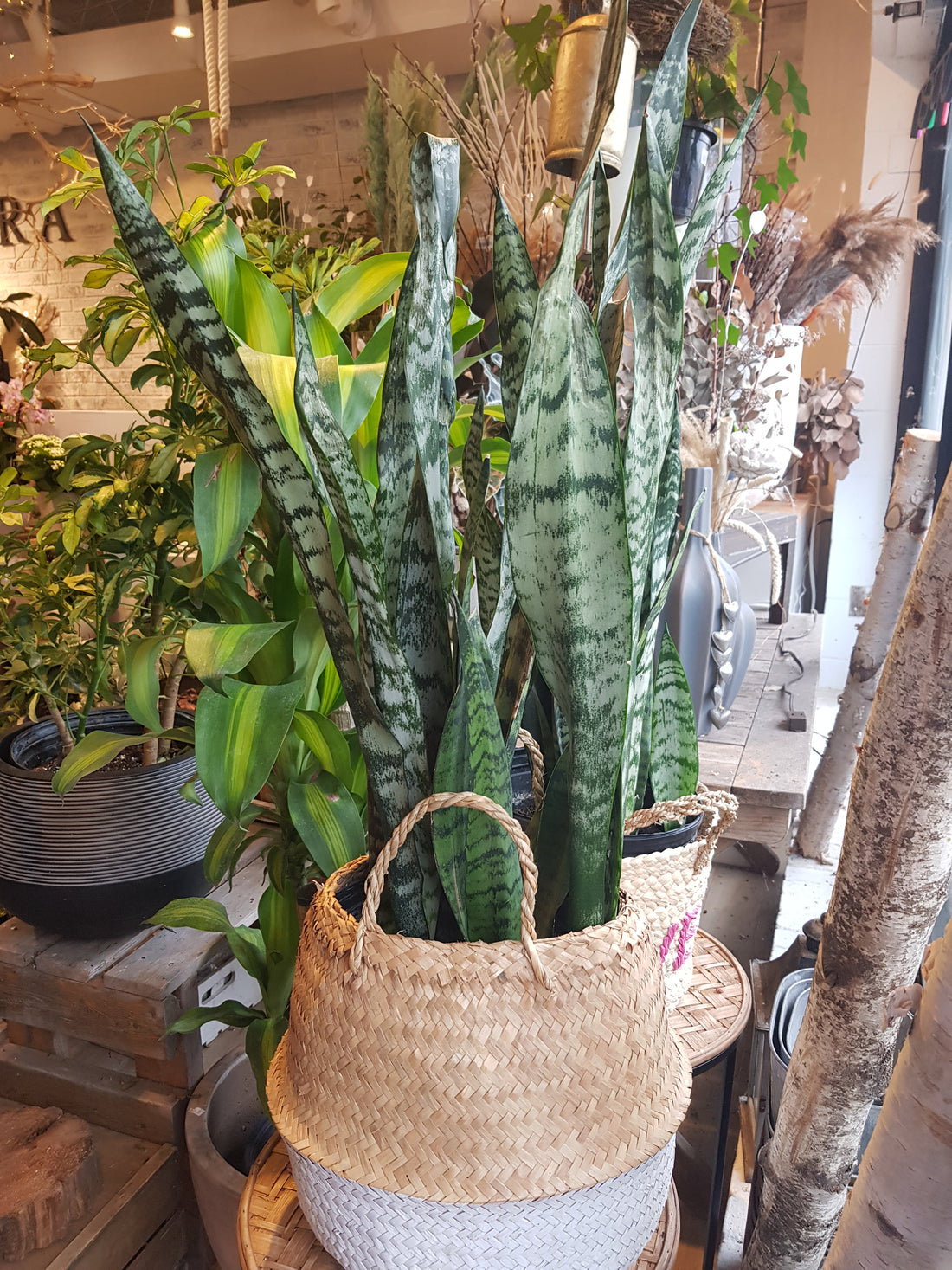 Sansevieria Zeylanica