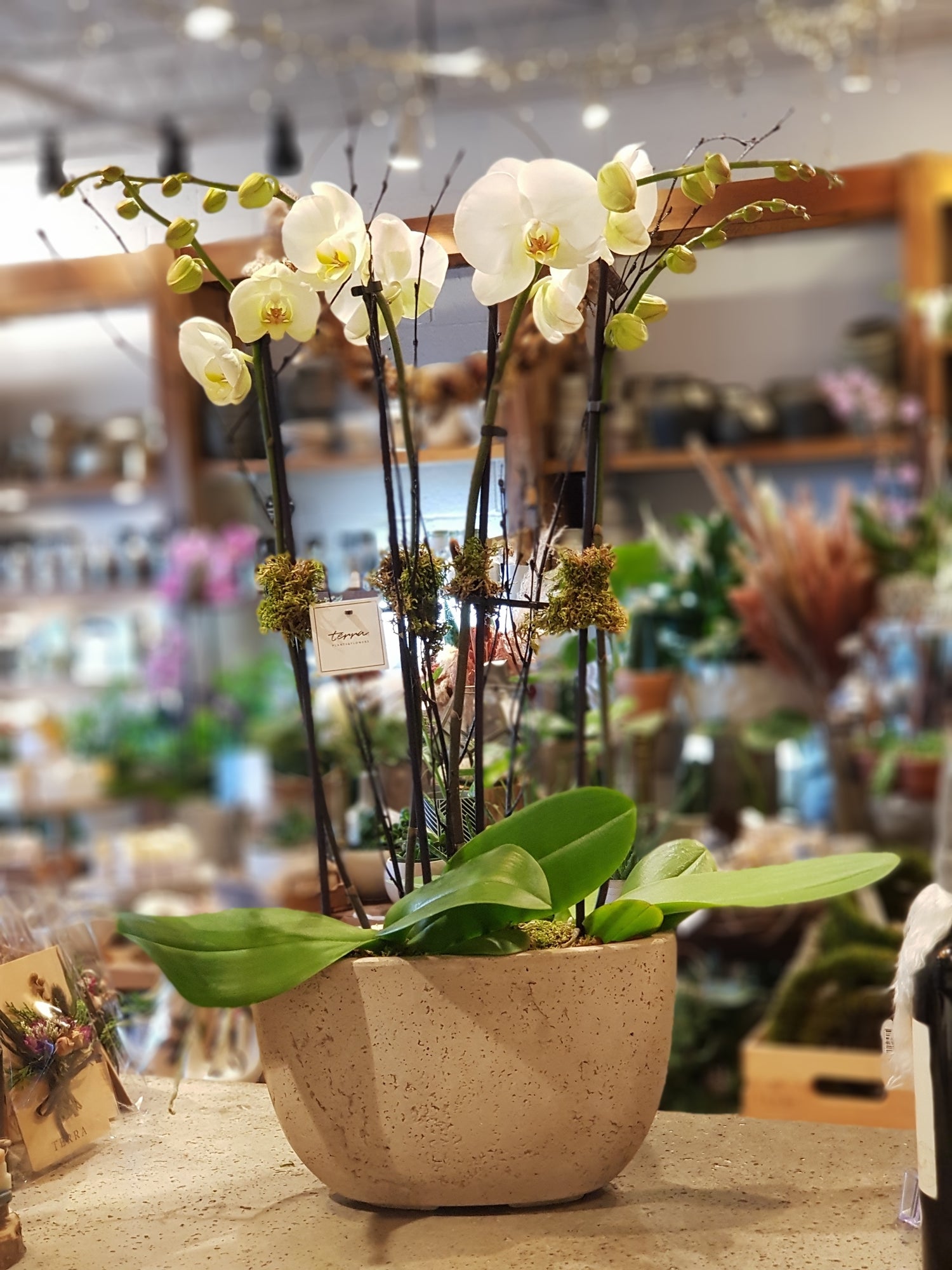 Contemporary Orchid Planter