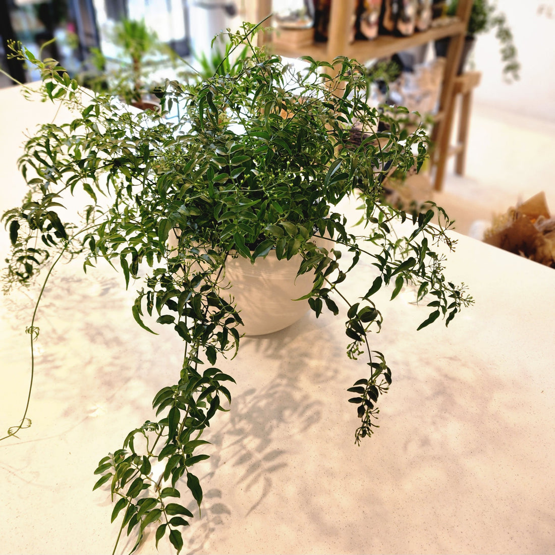 10" Jasmine Officinale plant
