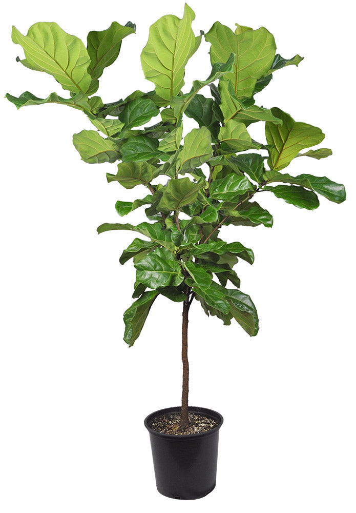 Ficus Lyrata Standard Fiddle leaf fig tree