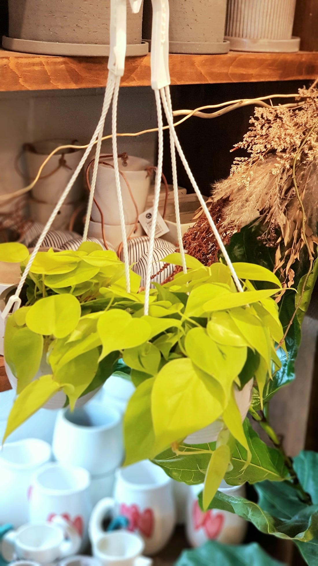 Philodendron Lemon and Lime