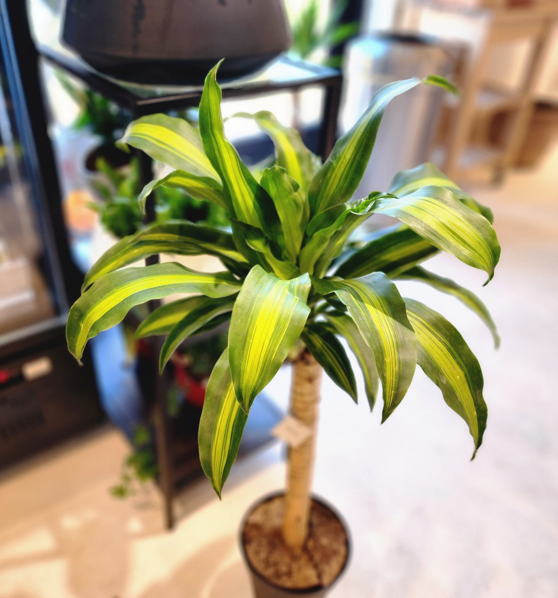 8" Dracaena Massangea