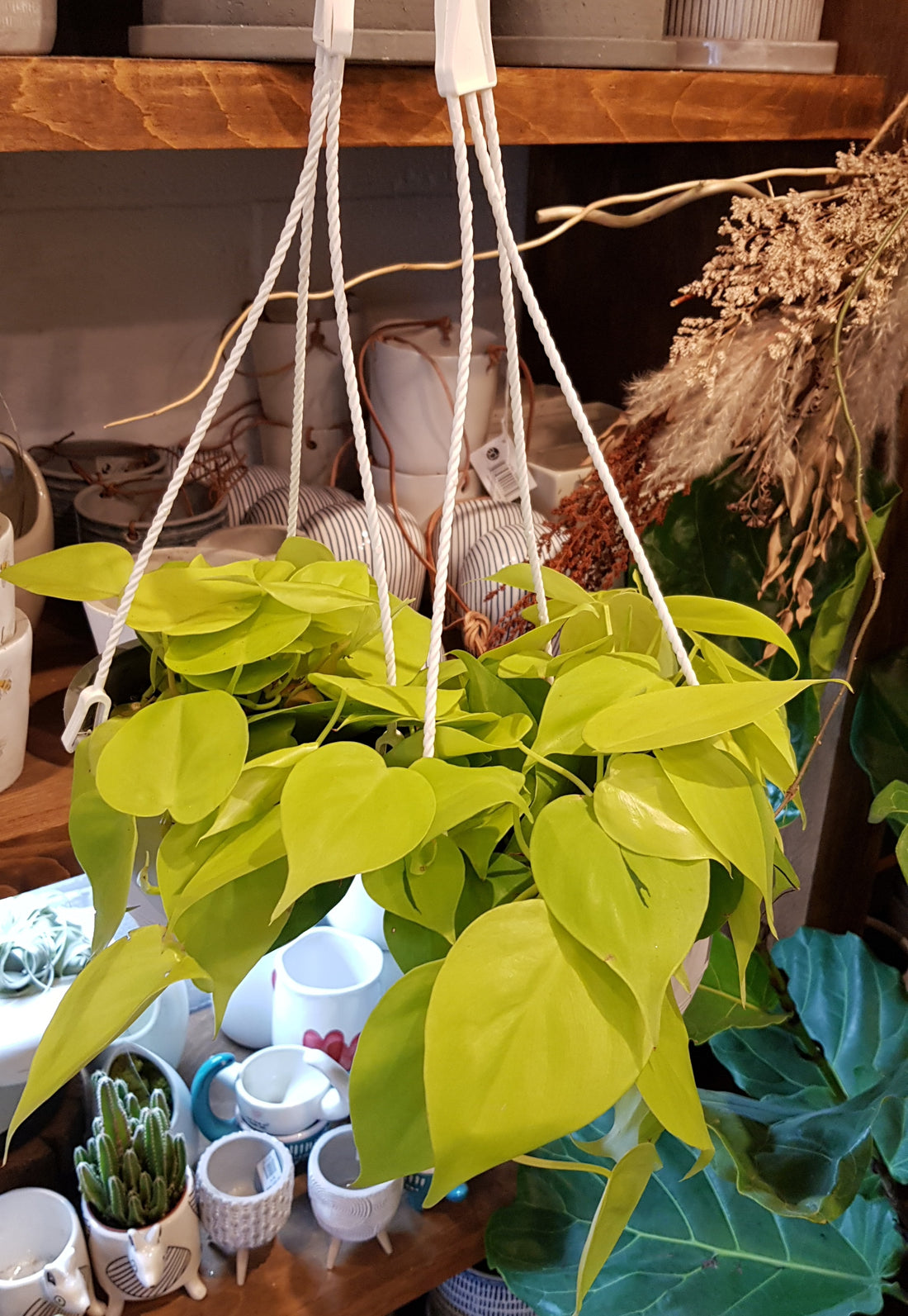 Philodendron Lemon and Lime