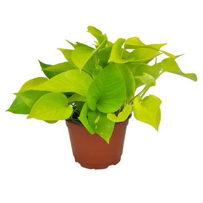 Pothos Neon