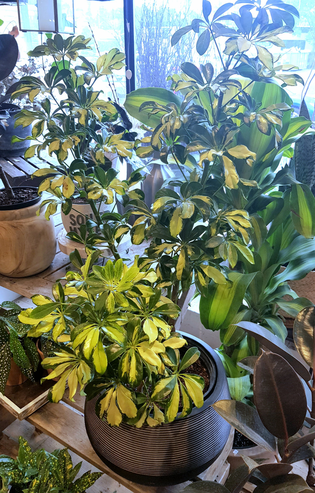 10" Schefflera Arboricola