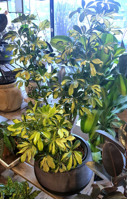 10&quot; Schefflera Arboricola