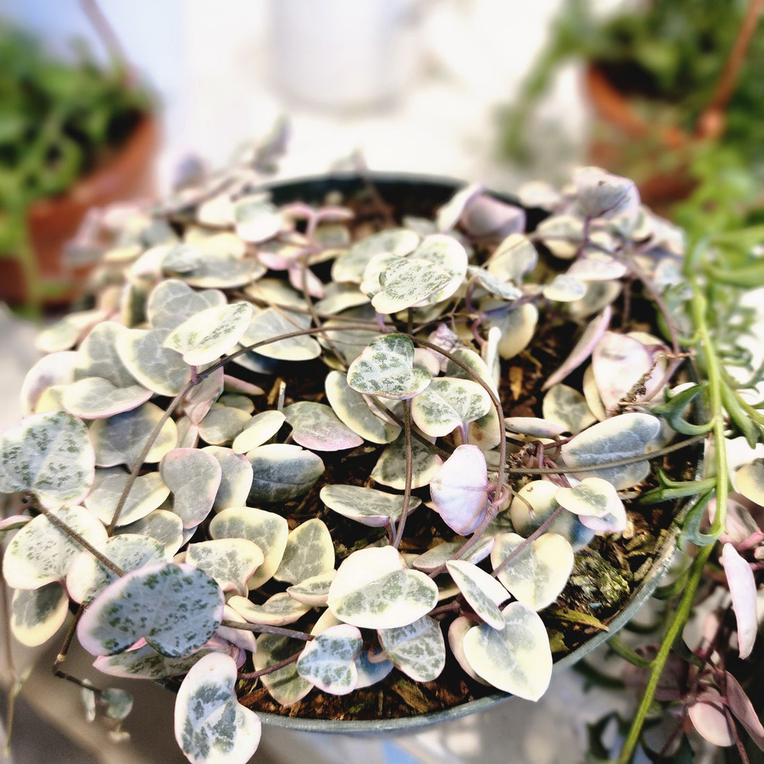 String of Hearts