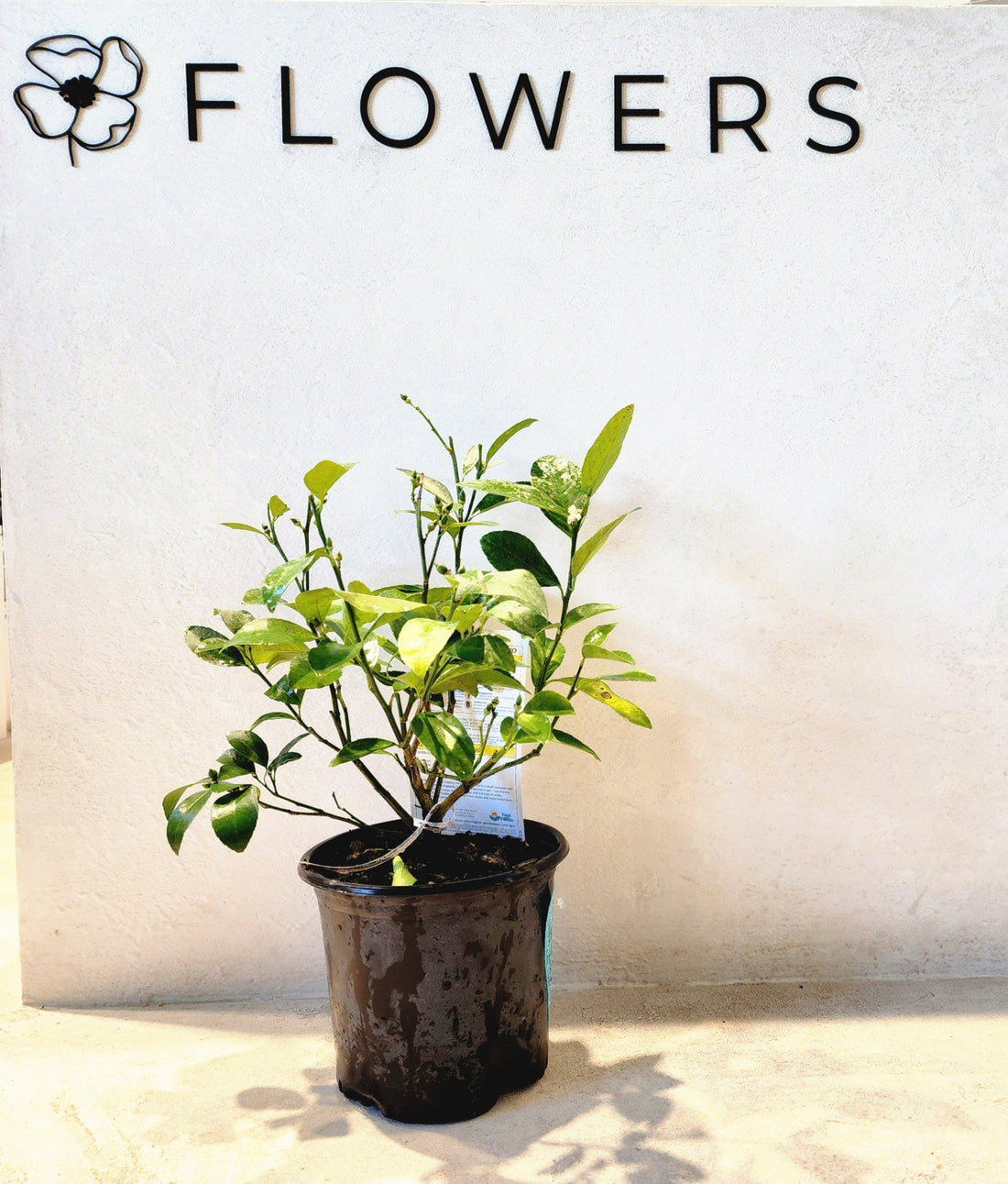 Calamondin 1 GAL pot