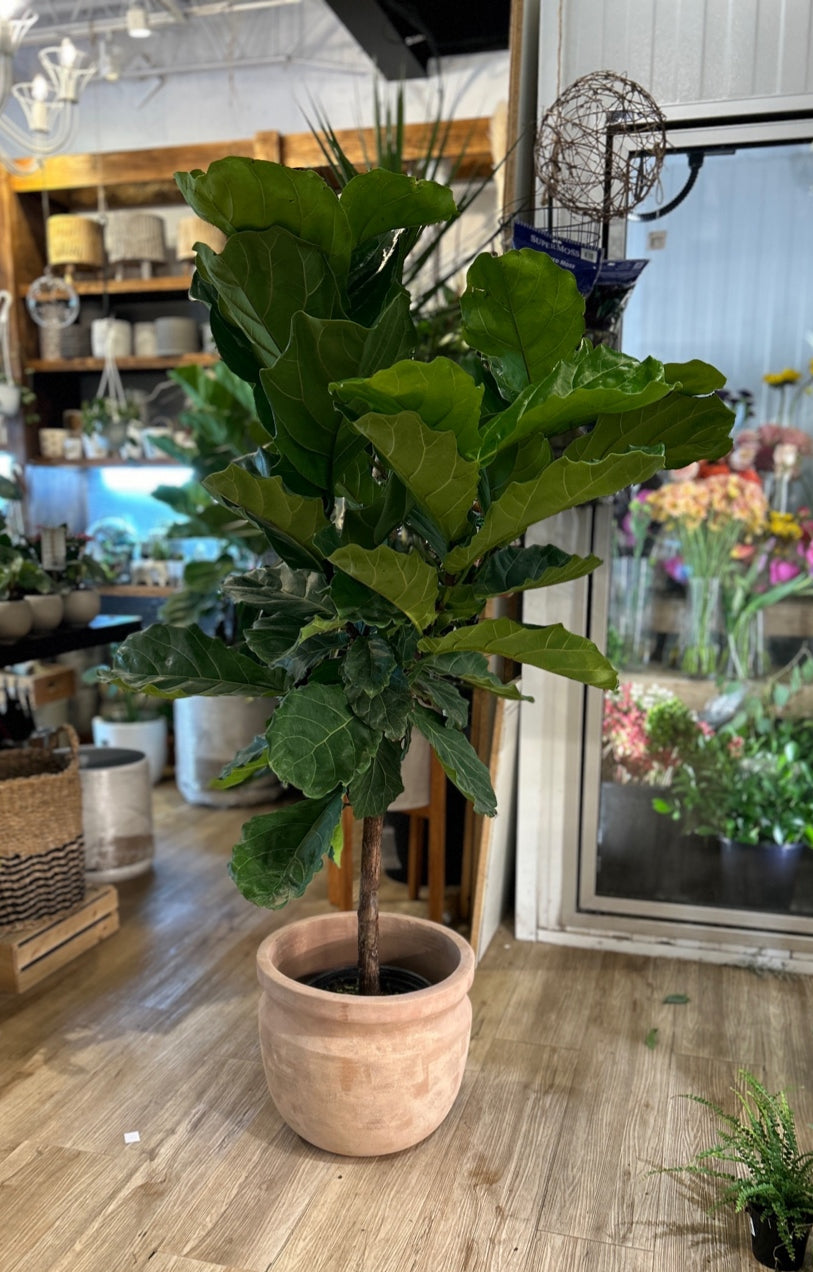 Ficus Lyrata Standard Fiddle leaf fig tree