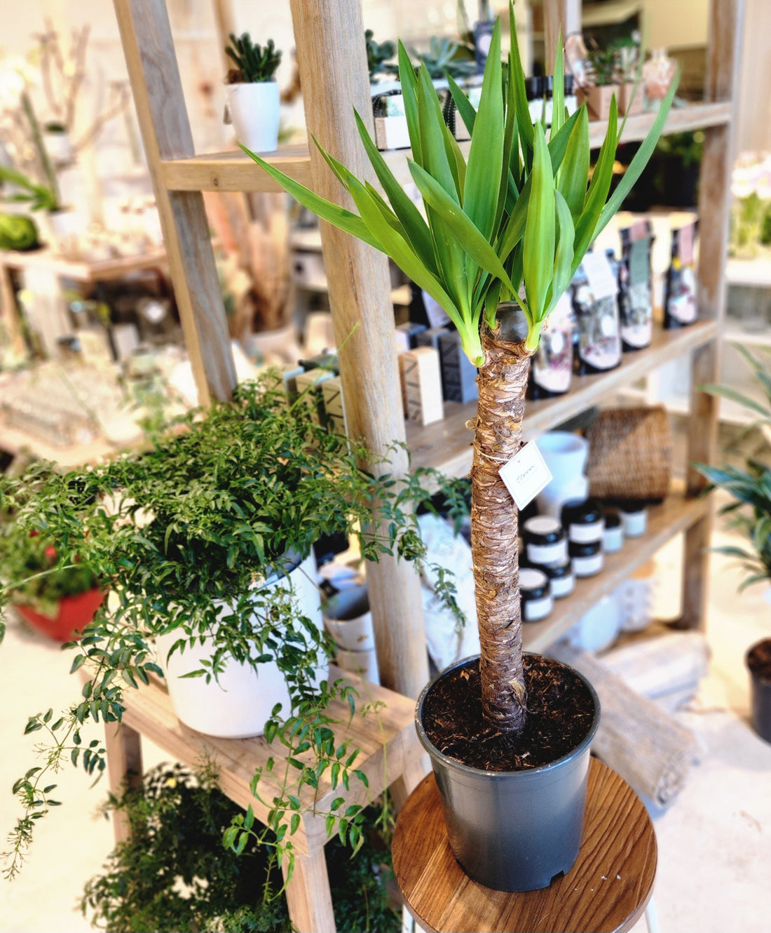 8" Yucca Tree Single Cane