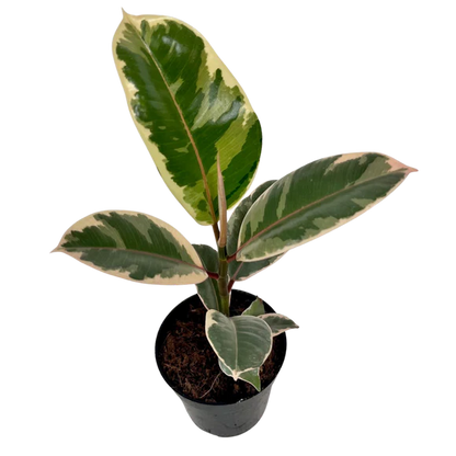 Ficus Tineke
