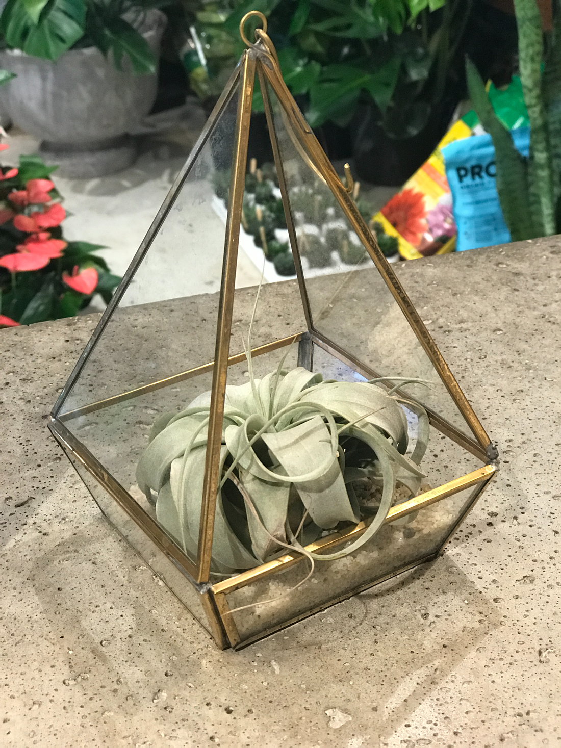 Air Plant Tillandsia Xerographica