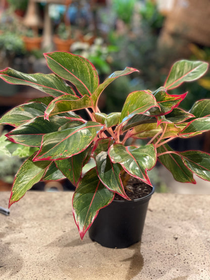 6" Red Aglaonema