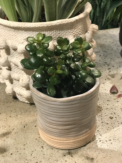 Crassula Jade Plant