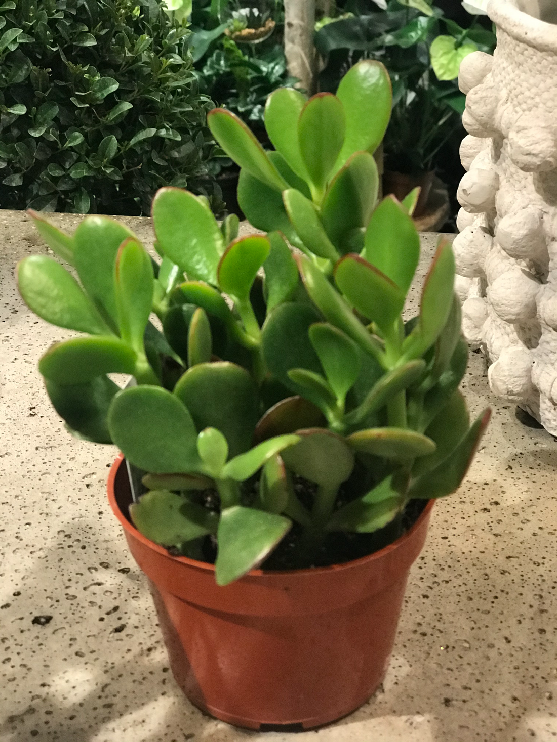 Crassula Jade Plant