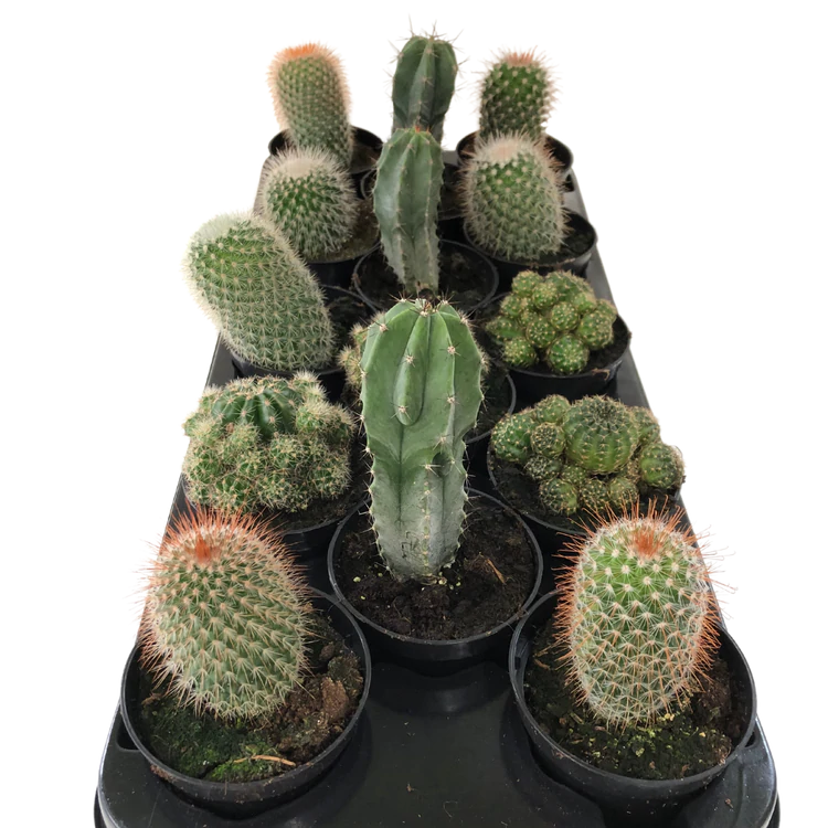 3.5" Cactus