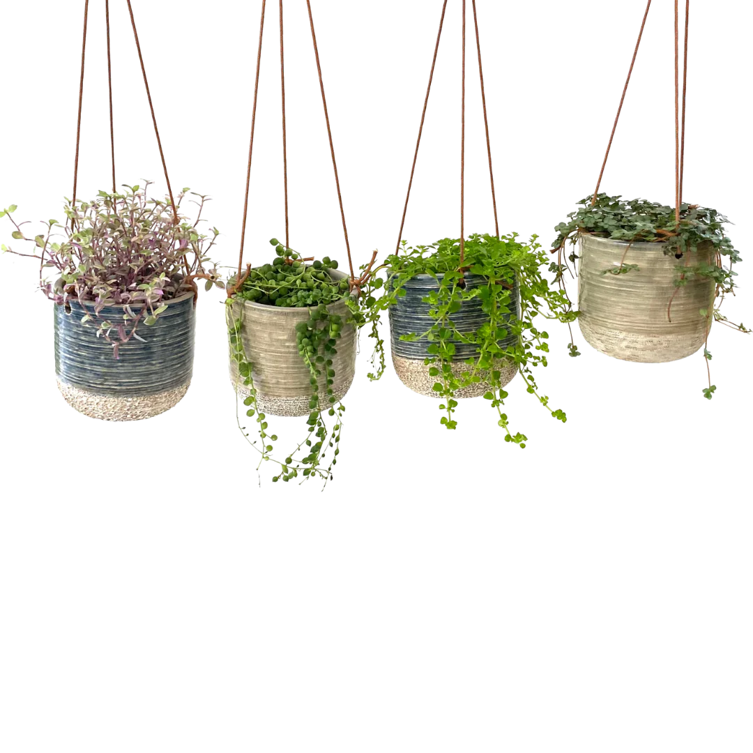4&quot; Hanging Tropical/succulent planter