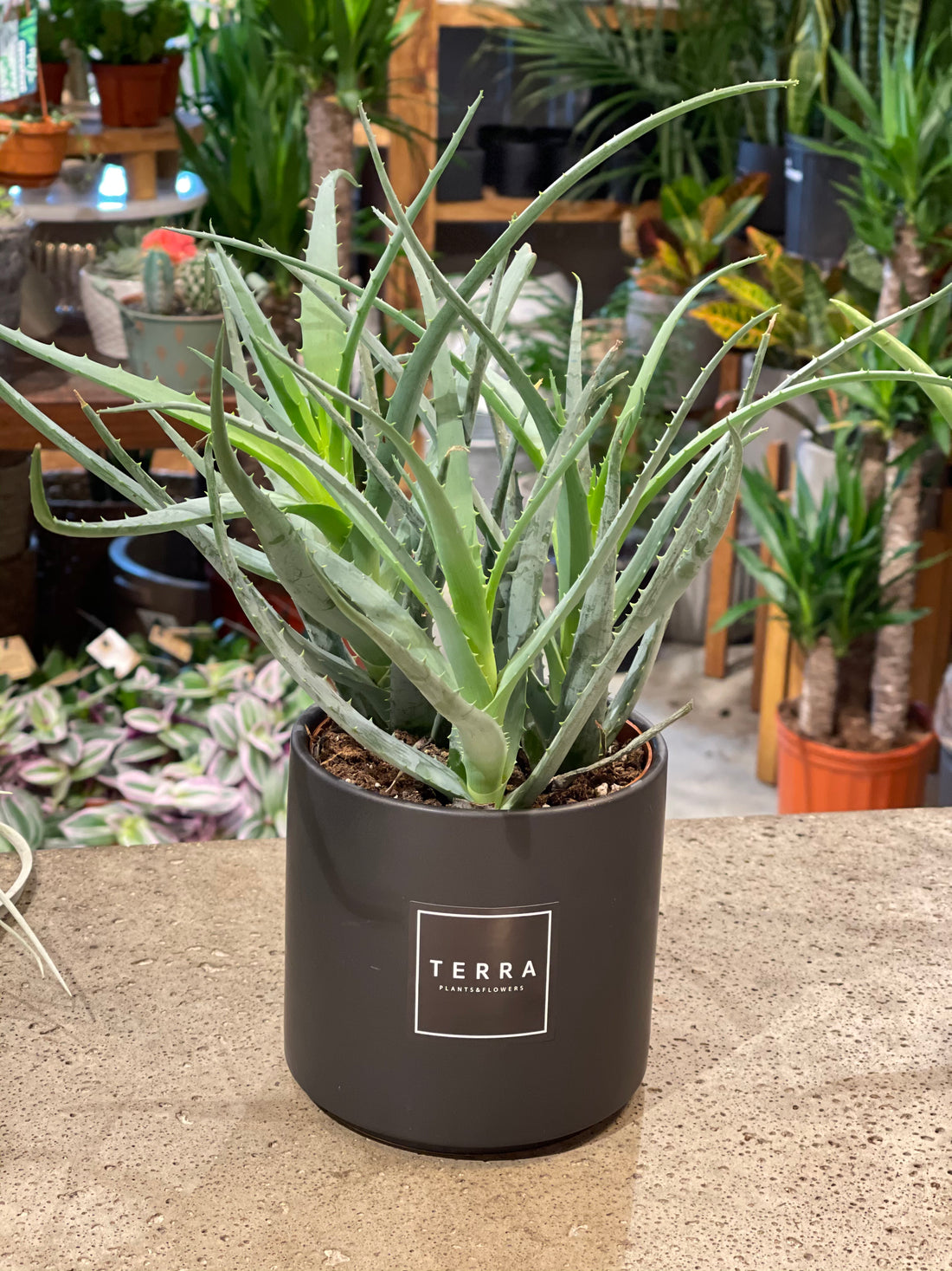Aloe plant