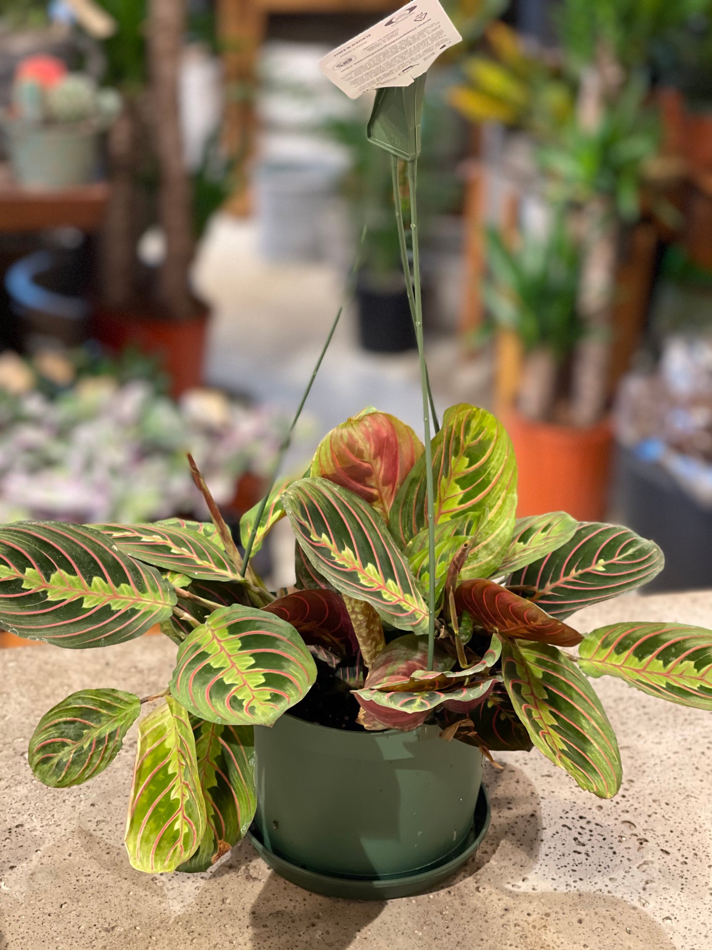 Prayer Plant(Maranta leuconeura)