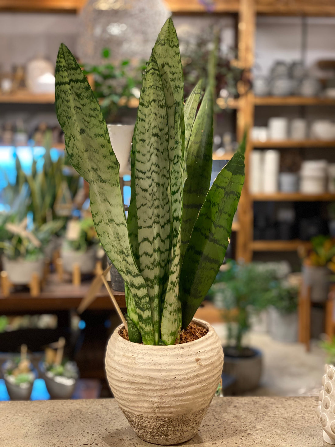 Sansevieria Laurentii 10&quot;