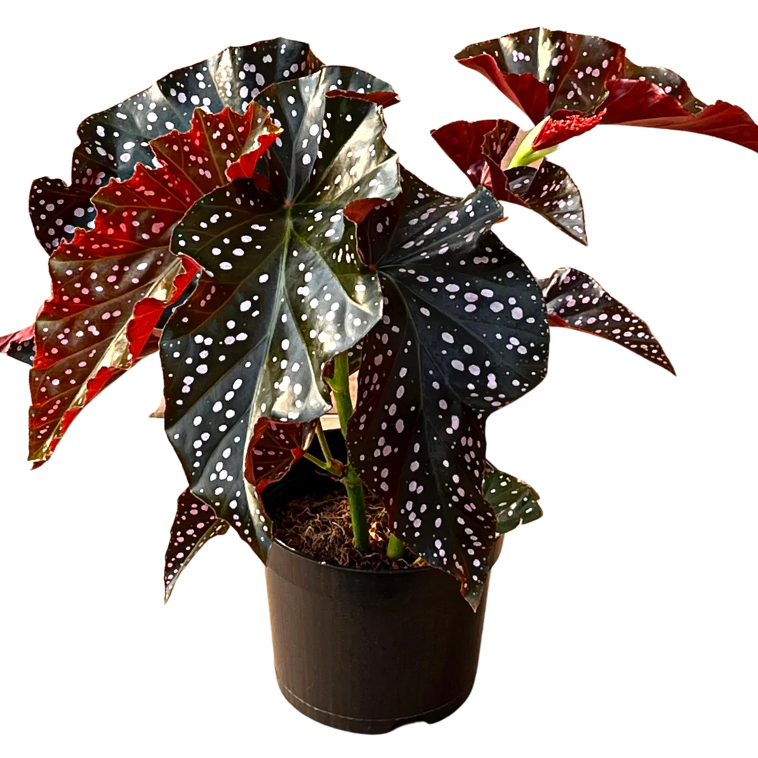 Begonia Crackling Rosie 6&quot;