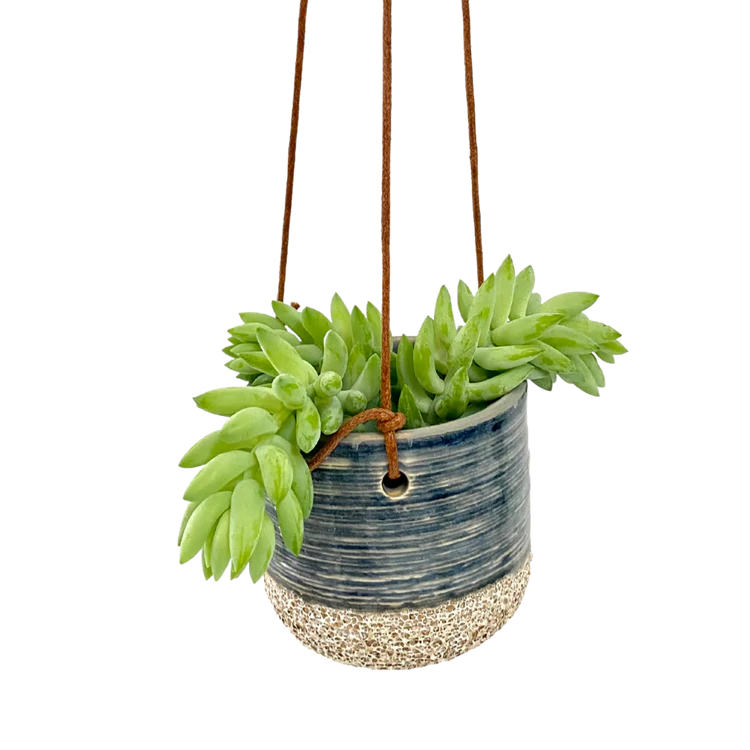 Tiny Donkey Tail ( Sedum Burrito) Various Sizes
