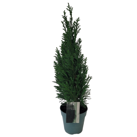 Chamaecyparis Ellwoodii Cypress Tress 4&quot;