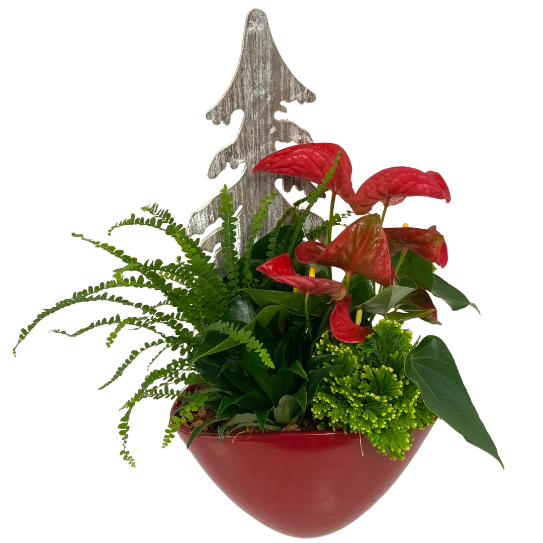 Christmas Red Large Anthurium