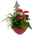Christmas Red Large Anthurium