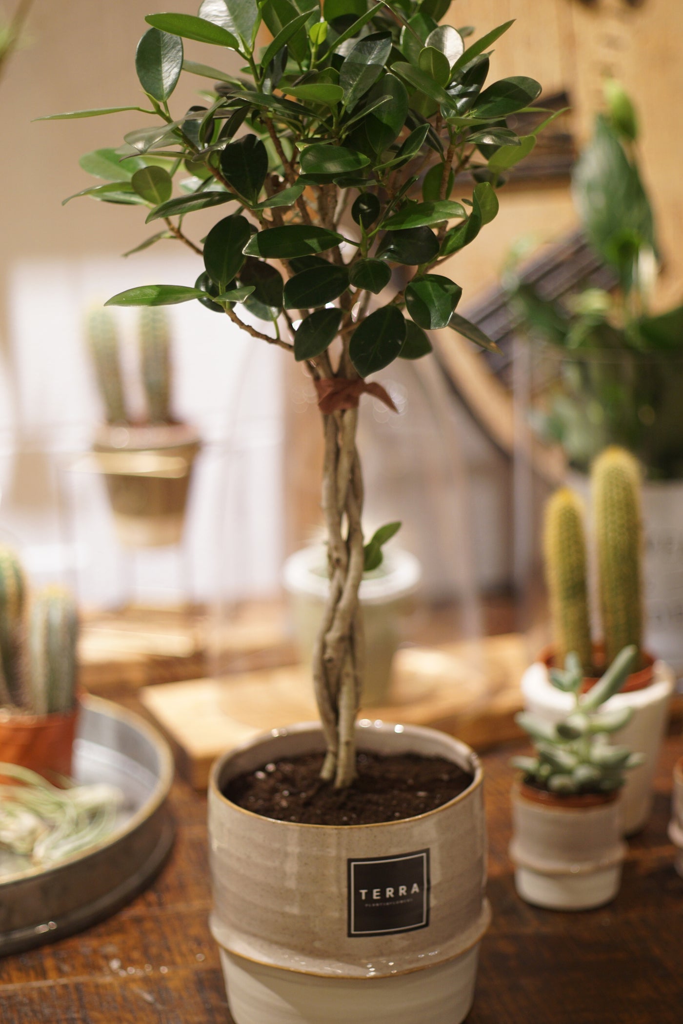 Green Island Ficus with Pot