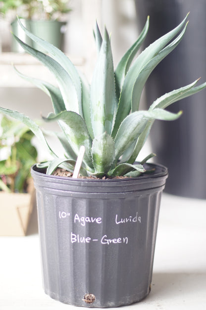 10&quot; Agave Lurida Blue-Green