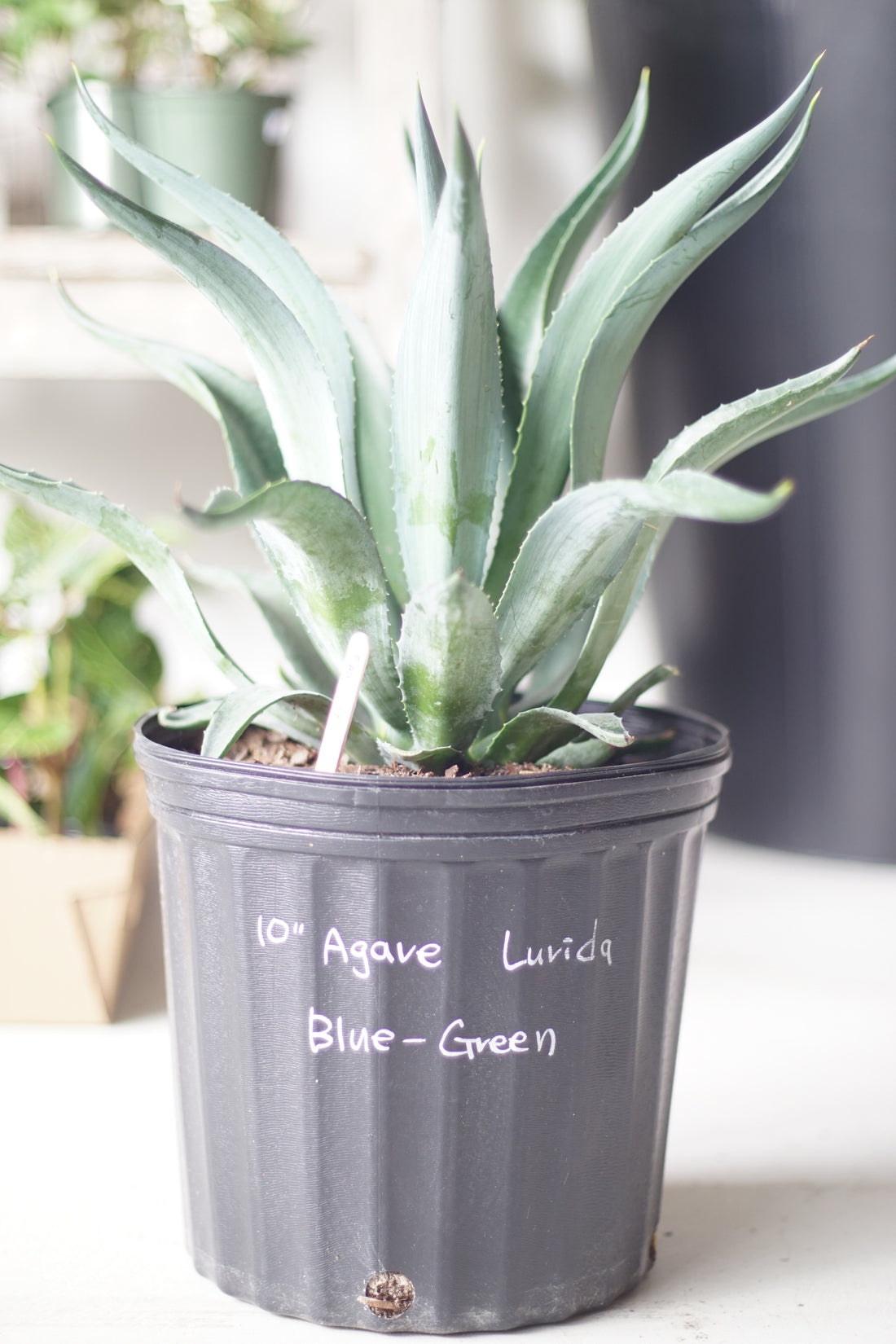 10" Agave Lurida Blue-Green