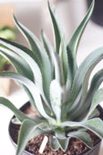 Copy of 10" Agave Lurida Blue-Green
