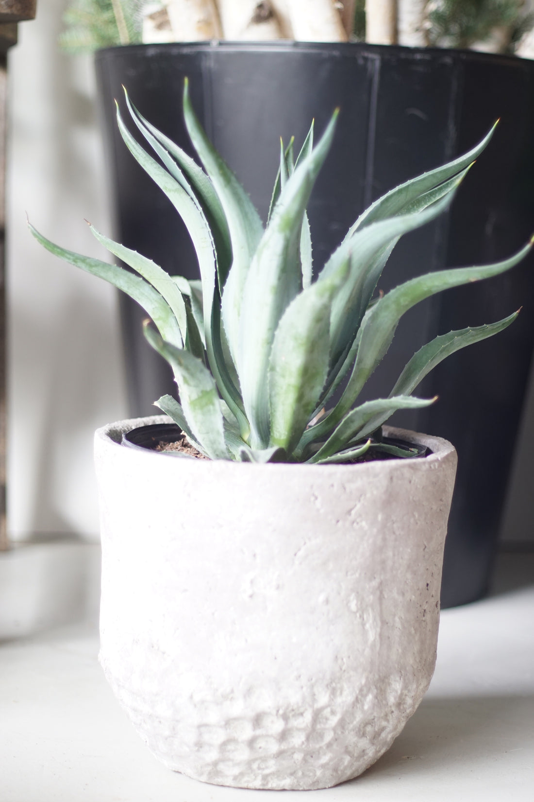 10" Agave Lurida Blue-Green