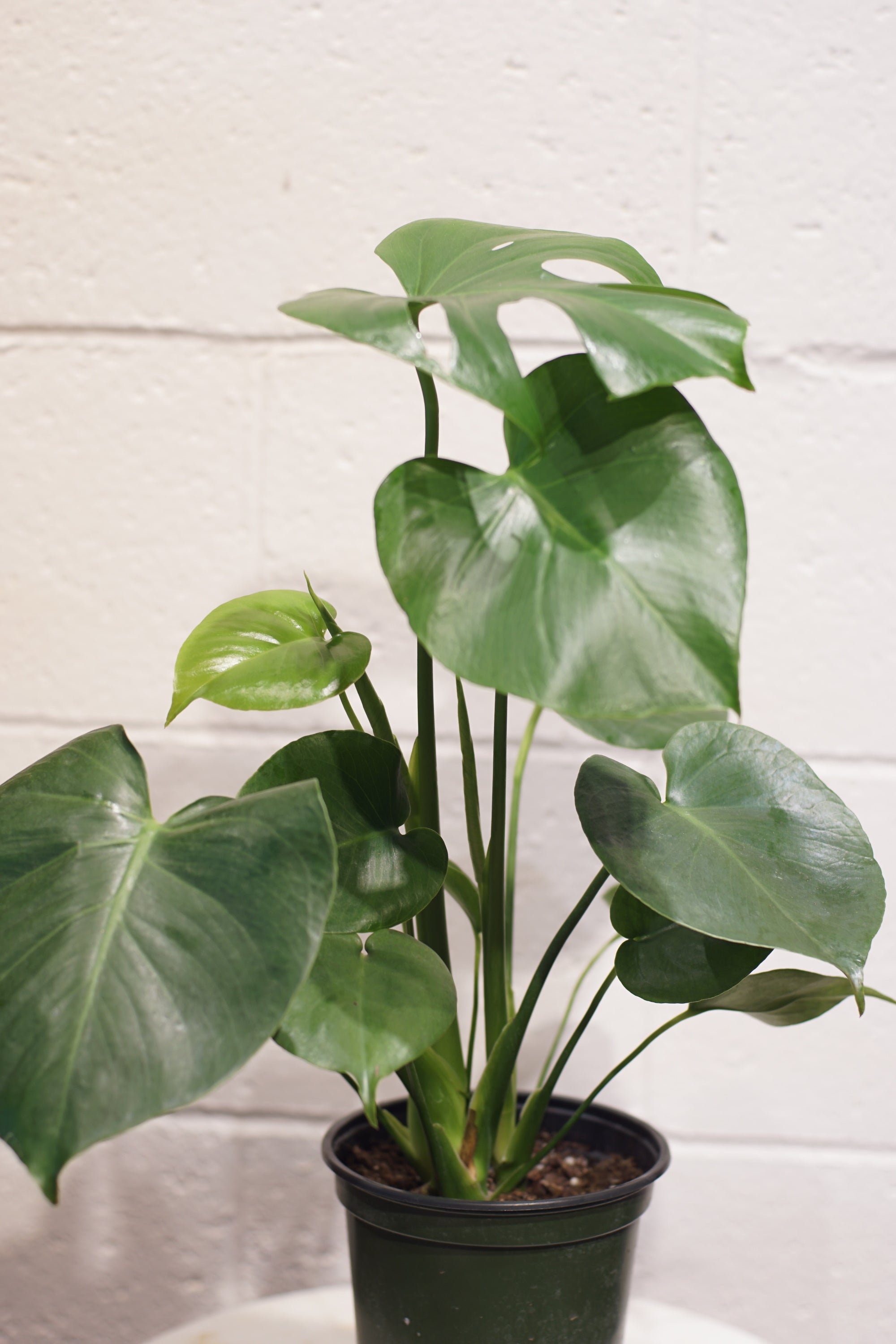 Philodendron Monstera