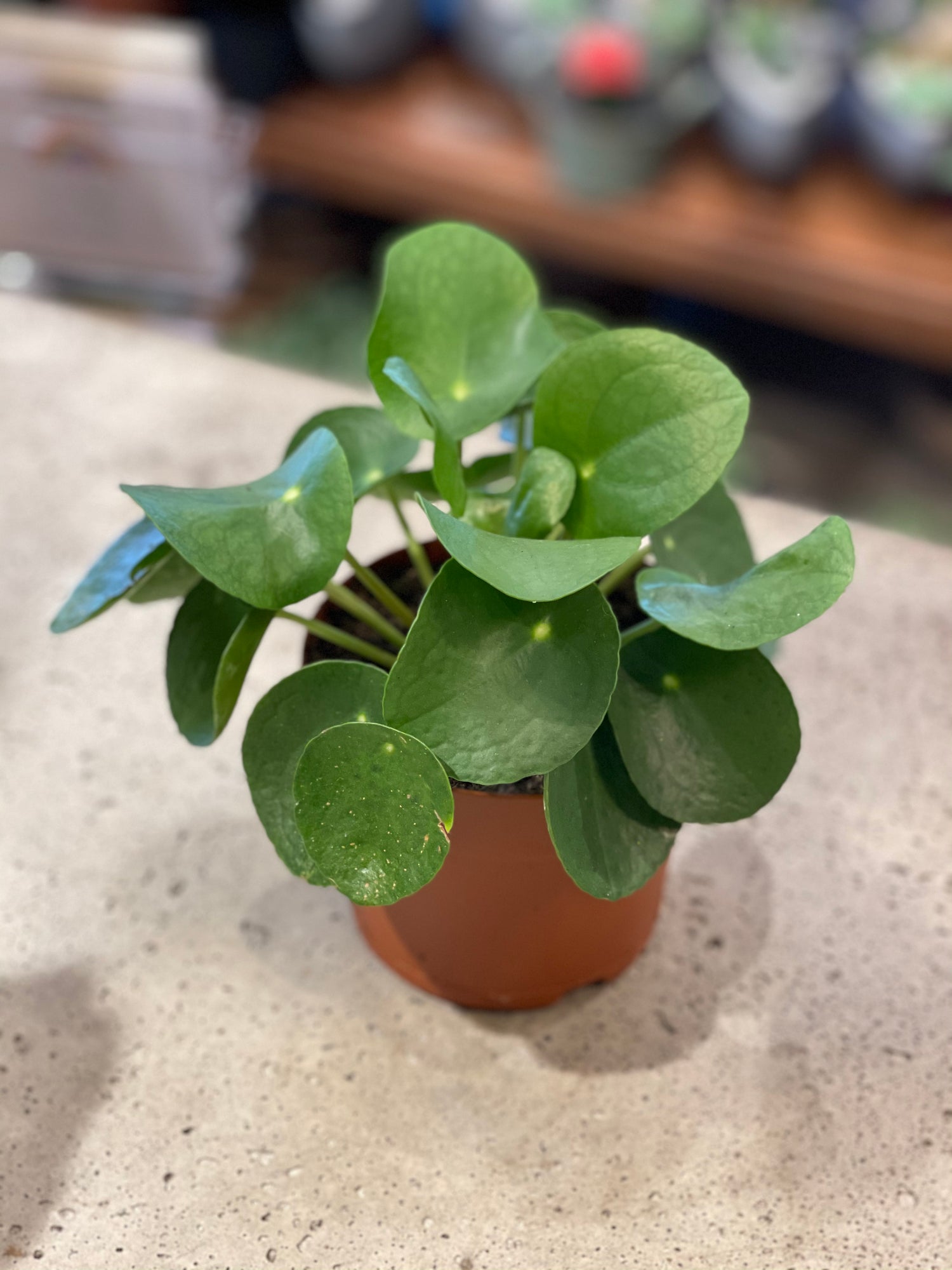 Pilea peperomioides (Chinese Money plant)