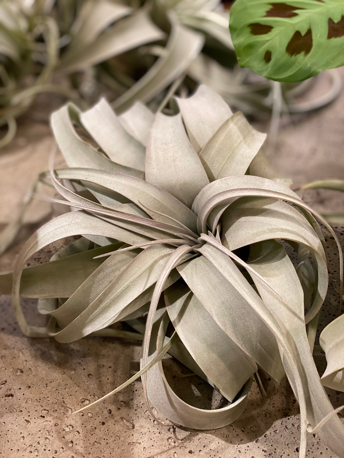 Air Plant Tillandsia Xerographica