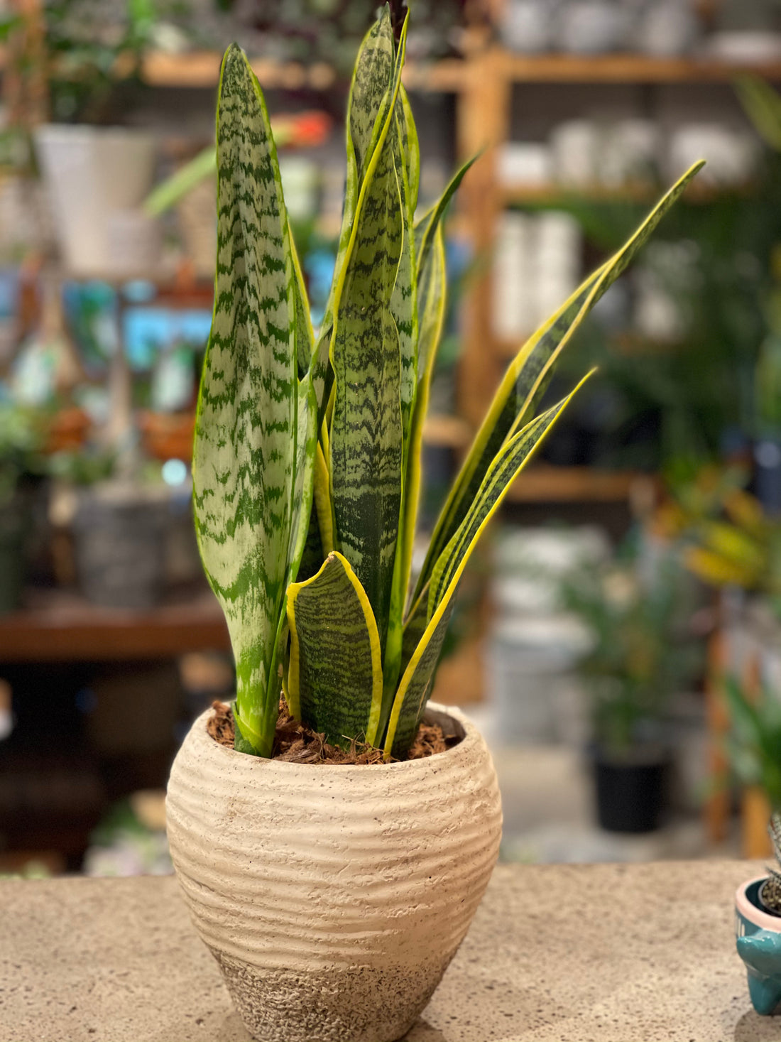 Sansevieria Laurentii 10"