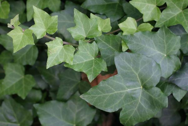 Ivy Montgomery 10&quot; Hanging Pot