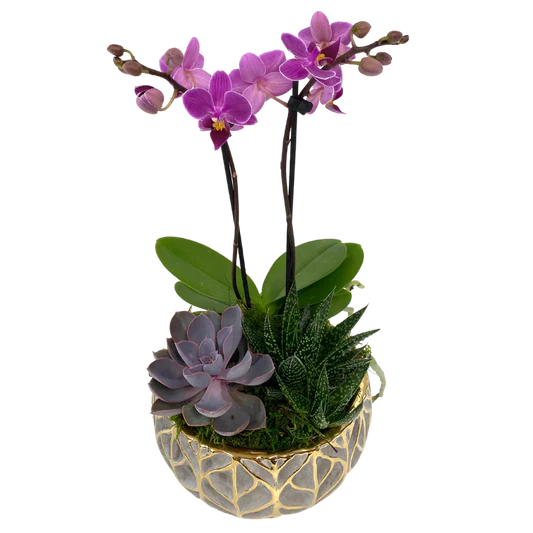 Grey Gold Leaf Orchid/Succulent Planter