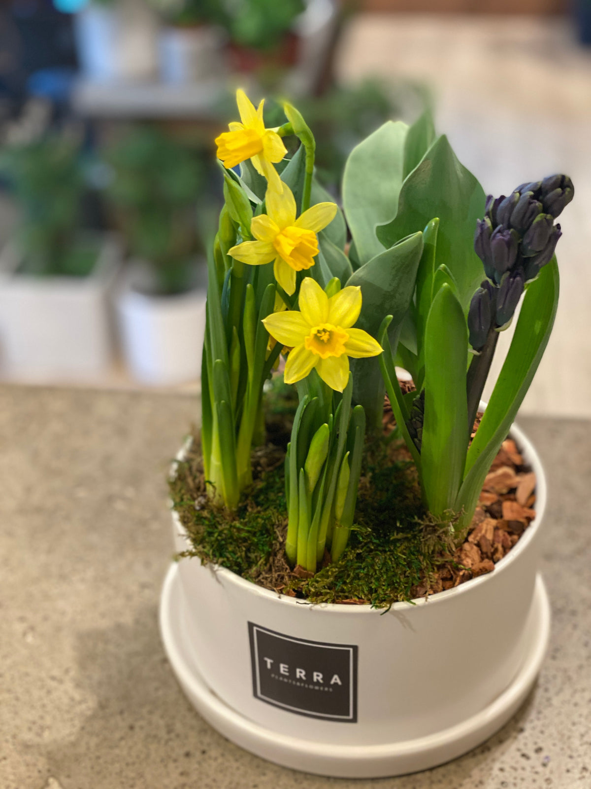 Small Spring Bulb Container Spring Bulb Container Garden 535x349