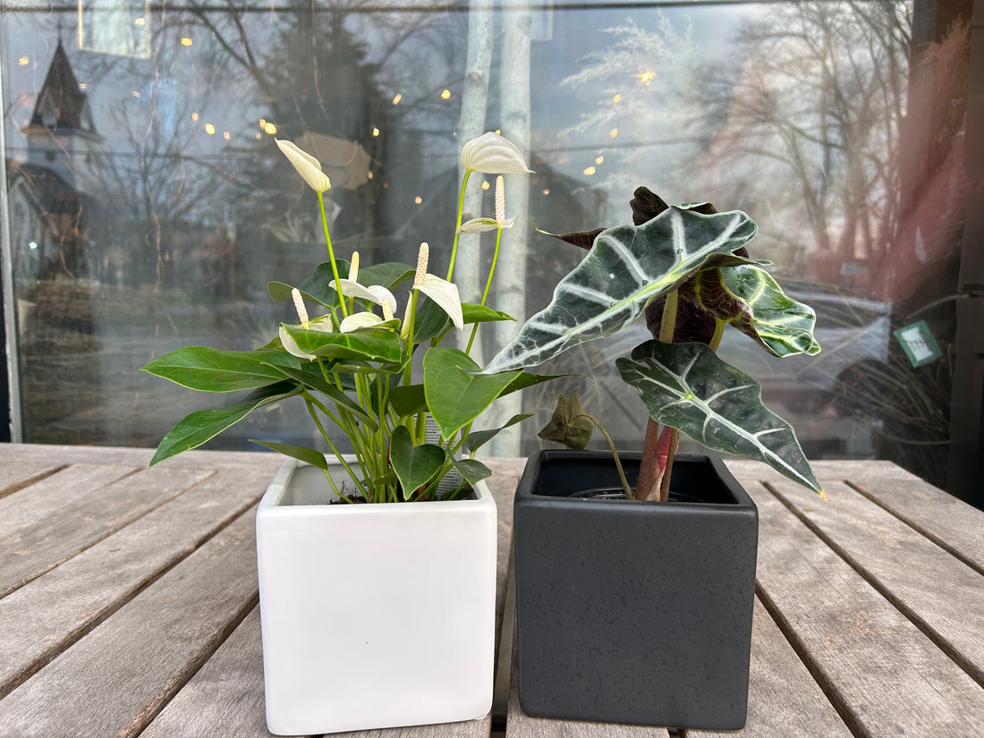 5.25" Modern square pot