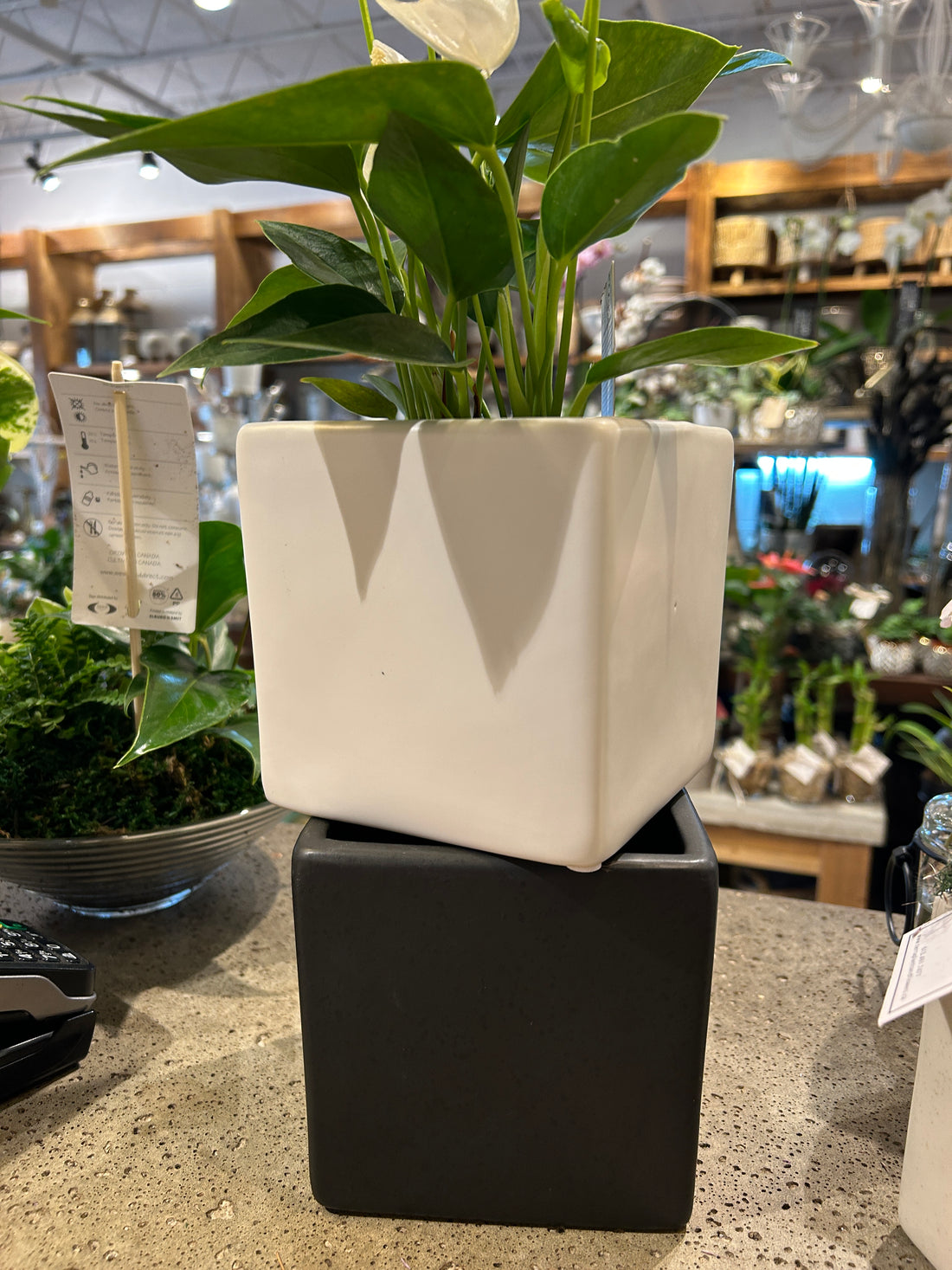 5.25" Modern square pot