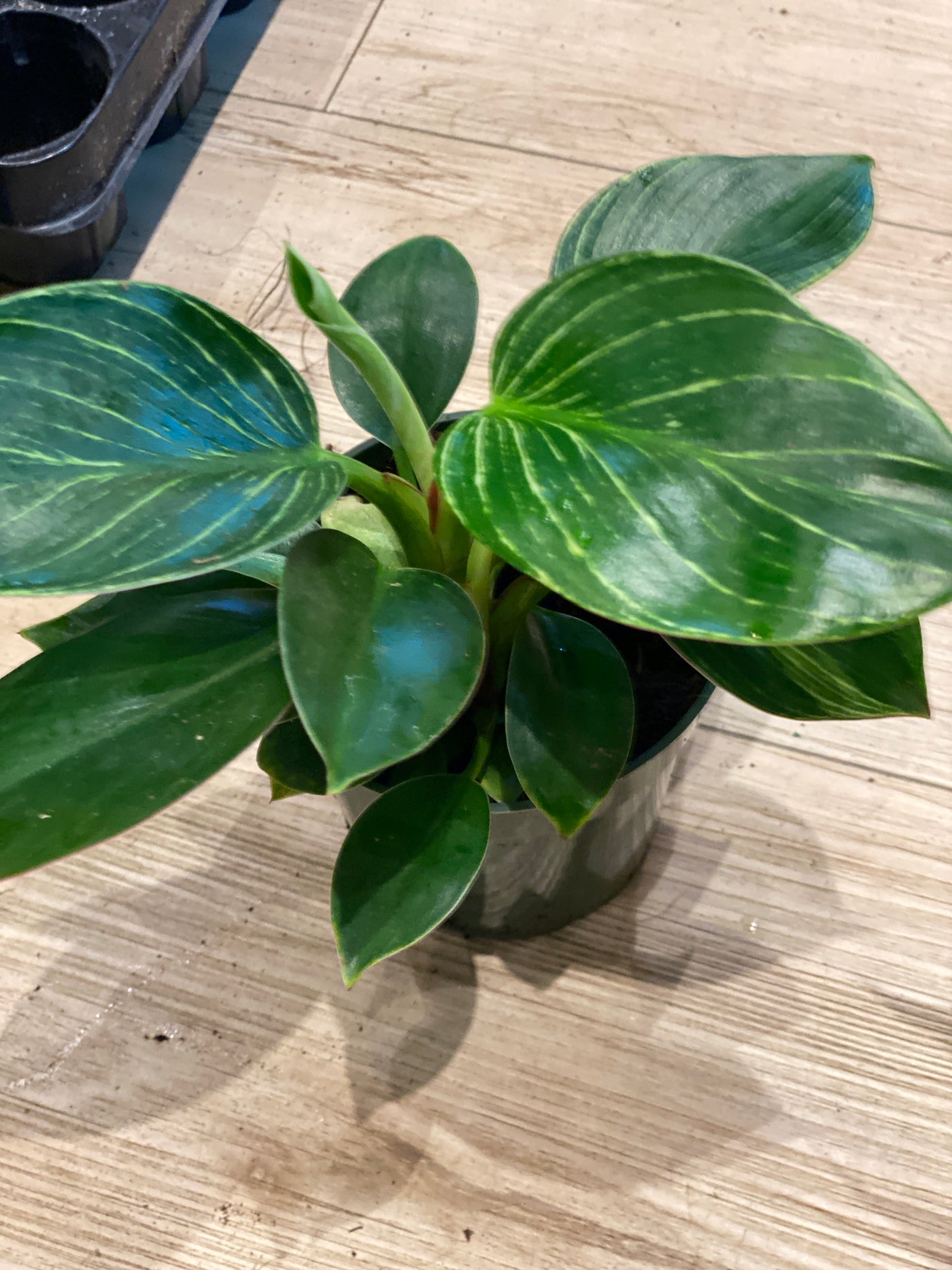 Philodendron Birkin