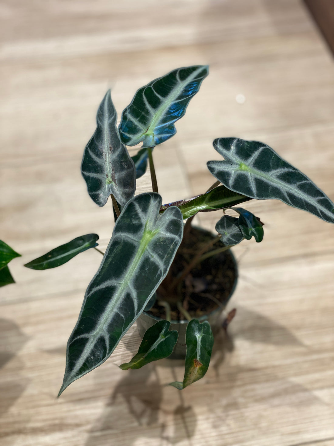 Alocasia Amazonica Polly